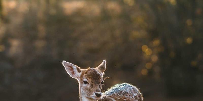 电子维修30：掌握三大核心技能，高效解决手机故障
