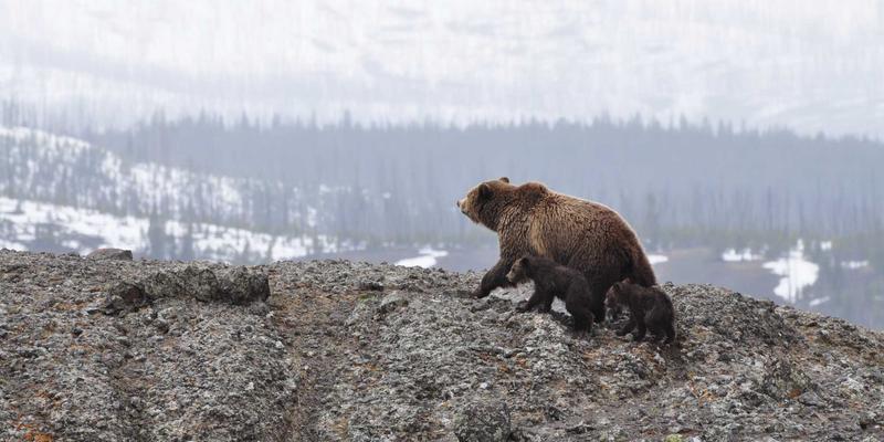 电子维修核心技术：EEPROM与Flash存储器的读写、更换与故障排除指南