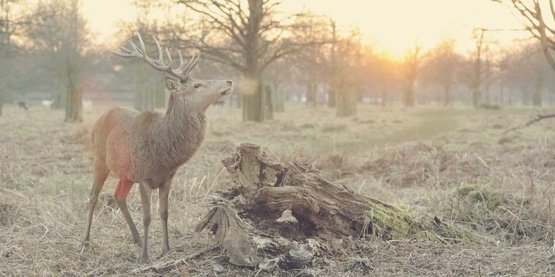 维修工程师进阶指南：掌握示波器故障诊断的核心技巧与实战应用